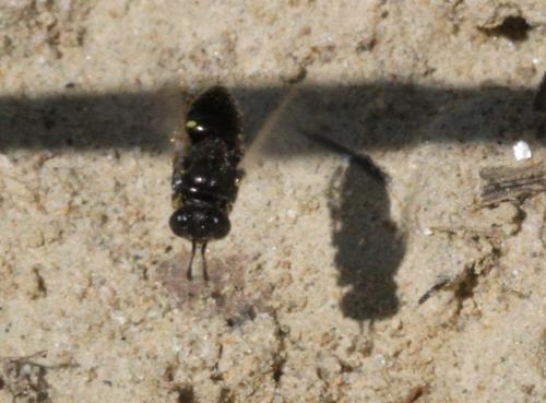 Oxybelus bipunctatus